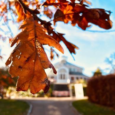 denmark,copenhagen,winter,fall,garden,leaf